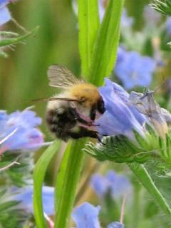 Hummel auf Natternkopf